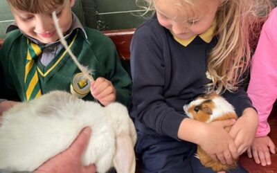 Junior Infant School Tour to Glenroe Farm