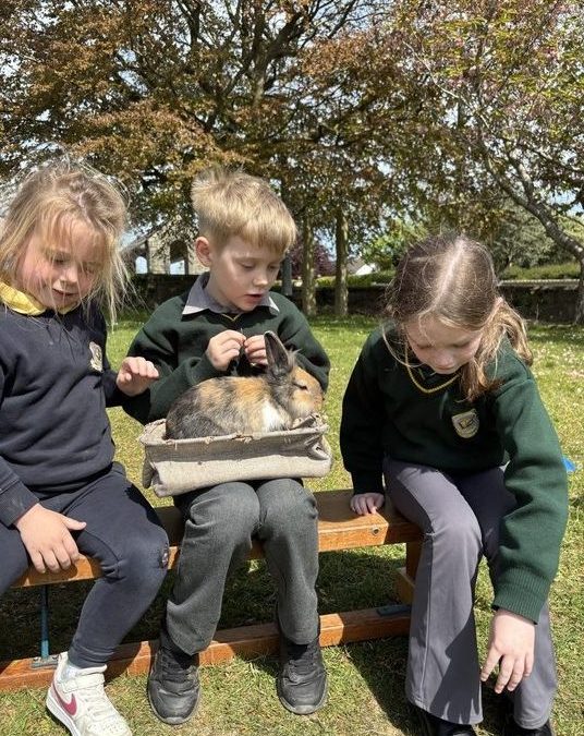 Nore Valley Farm visits St.Joseph’s NS🐇🐑